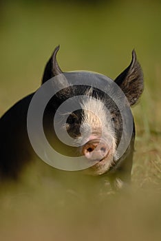 Berkshire Black Piglet