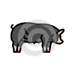 berkshire pig breed color icon vector illustration