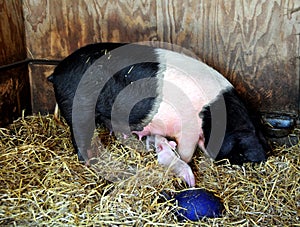 Berkshire pig and piglets