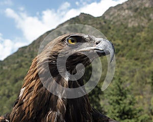 Berkut looks around. the golden eagle inspects the environment from his against the backdrop of the mountains photo