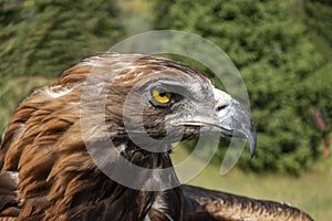 Berkut looks around. the golden eagle inspects the environment from his against the backdrop of the mountains