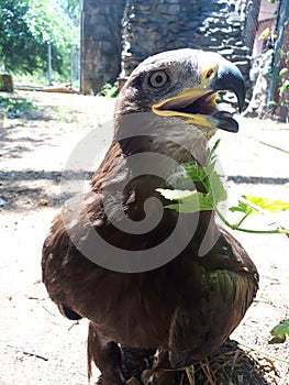 Berkut. Portrait of the Golden eagle - the most famous bird of prey of the hawk family. Beautiful wild bird in captivity.