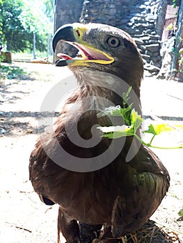 Berkut. Portrait of the Golden eagle - the most famous bird of prey of the hawk family. Beautiful wild bird in captivity.