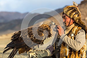 Berkutchi Eagle Hunter while hunting to the hare with a golden eagles on his arms in the mountains of Bayan-Olgii aimag.