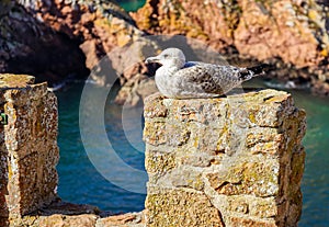 Gull rest at Berlenga Island, Portugal photo