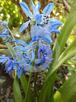 Hyacinthoides non-scripta, auch Englisches HasenglÃÂ¶ckchen, ist eine frÃÂ¼h blÃÂ¼hende Zwiebelpflanze. Germany photo