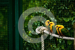 16.05.2019. Berlin, Germany. Zoo Tiagarden. Multi-colored and bright exotic parrots sit on rope. Yellow and green colors.