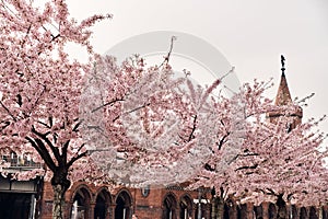 Berlin Kreuzberg Park sakura photo