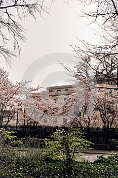 Berlin Tiergaten Park sakura photo