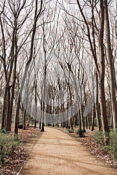 Berlin Tiergaten Park trees photo