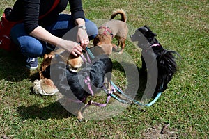 Berliner Dogs, Germany