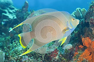 Bermuda blue angelfish (Holacanthus bermudensis)