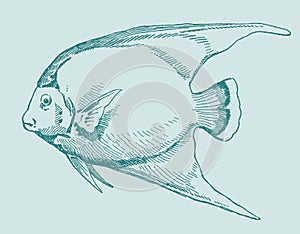 Bermuda blue angelfish in profile view