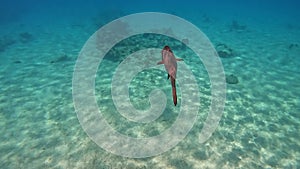 A Bermuda Chub fish swimming among the rock and coral reef in Cayman Islands