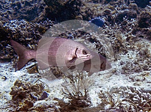 A Bermuda Chub (Kyphosus sectatrix) in Cozumel