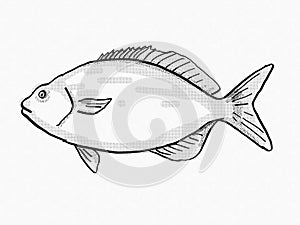 Bermuda Chub Reef and Wreck Fish Florida and Gulf of Mexico Cartoon Retro Drawing photo