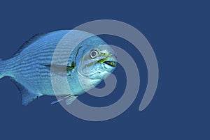 Bermuda Chub swimming against a blue background