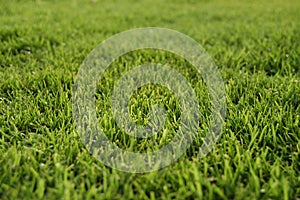 Bermuda grass