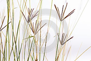 Bermuda grass flowers