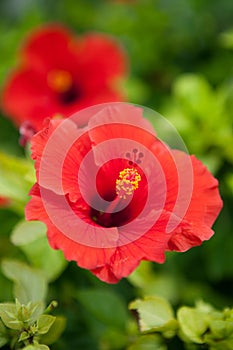 Bermuda Red Hibiscus Flower