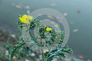 Bermuda thistle or Argemone mexicana Poppy plant yellow flower