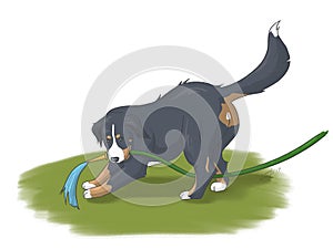 Bern zennenhund playing with water hose illustration photo