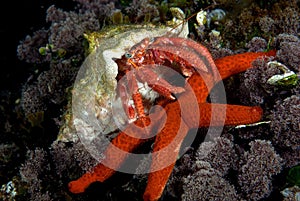 Bernard and the star