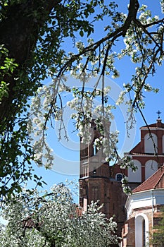 Bernardine church in Vilnius, springtime