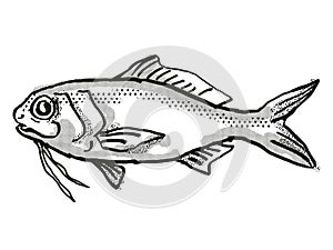 Berndt`s Beardfish Australian Fish Cartoon Retro Drawing photo