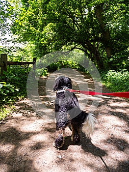 Bernedoodle puppy on a read leash leading the way in the trail at Riverbend State Park, Potomac River, Virginia, USA