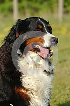 Berner sennen dog photo