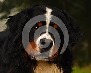 Berner sennen dog, male photo