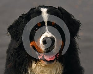 Berner sennen dog, male photo