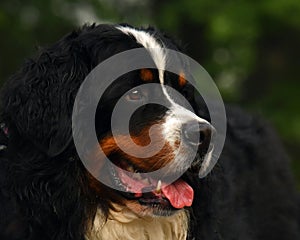 Berner sennen dog, male photo