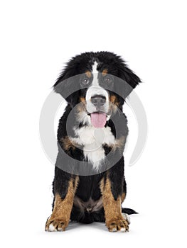 Berner Sennen dog pup on white background photo
