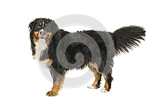 Berner Sennen Mountain dog standing looking up isolated on a white background photo