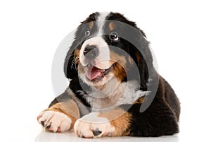 Berner sennenhund