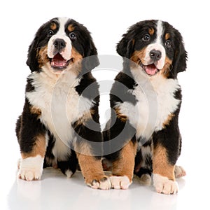 Berner sennenhund