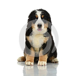 Berner Sennenhund or Bernese Mountain puppy sitting in studio lo