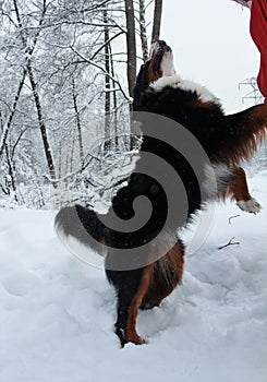 Berner Sennenhund. Breed is from Switzerland close to Bern.