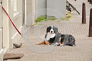 Berner Sennenhund having a rest near house