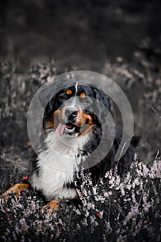Bernes mountain dog in field with flowers and berry