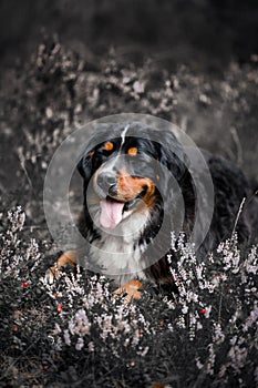 Bernes mountain dog in field with flowers and berry