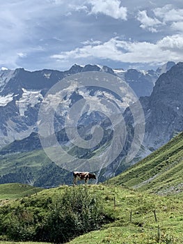 Bernese Alps