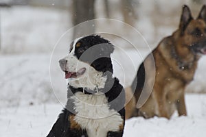 Bernese and Caucasian Shepherd Dogs play in the snow in a winter park
