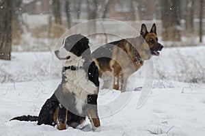 Bernese and Caucasian Shepherd Dogs in the winter park