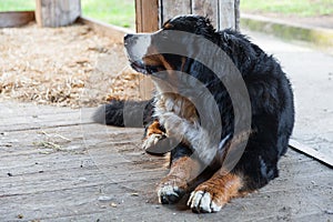 Bernese dog sitting on the wooden veranda