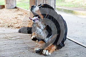 Bernese dog sitting on the wooden veranda