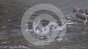 A Bernese Duck ( Anas bernieri ) diving into the water and then flying away shot in slow motion in 4K.