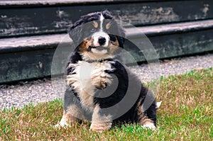 Bernese Mount Dog puppy